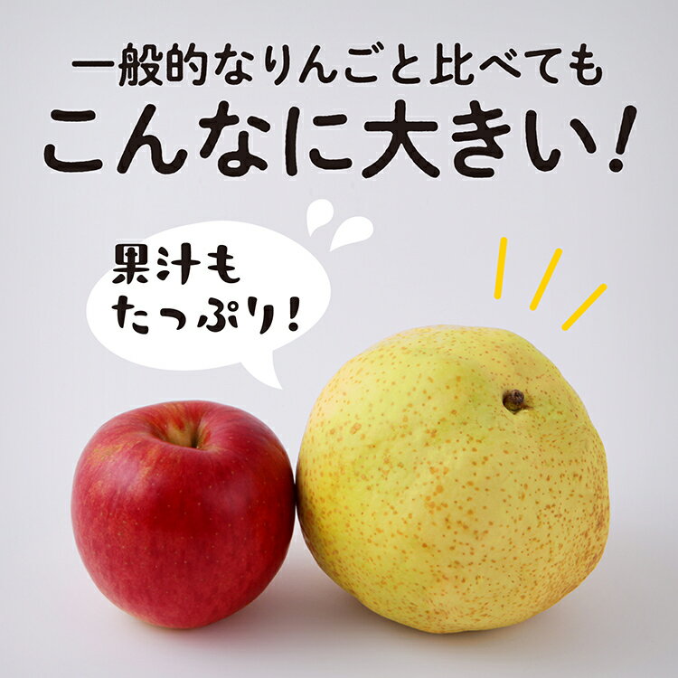 【ふるさと納税】 《10月中旬以降発送》令和7年産 和梨 かほり梨 かほり 旬 甘い 大玉 800g くだもの 果物 フルーツ なし ナシ 冷蔵 グルメ 人気 おすすめ ランキング 秋田 秋田県 潟上 潟上市 【加賀谷果樹園】 サムネイル3