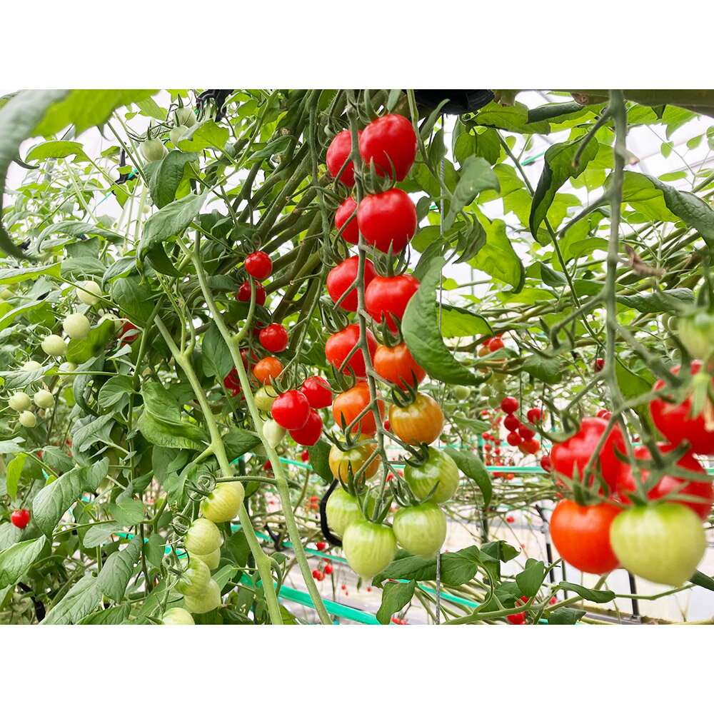 【ふるさと納税】秋田県産ミニトマト「恋ベリー」1kg（250g×4）ギフトBOX 高糖度 とまと 野菜 新鮮 甘い - 画像3