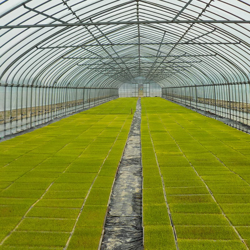 【ふるさと納税】令和7年産 発芽玄米（2kg×2袋）発芽米 玄米 ビタミン カルシウム ギャバ ミネラル 食物繊維 - 画像3
