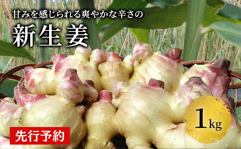 【ふるさと納税】先行予約 秋田県 にかほ市産 新生姜1kg【 生姜 しょうが ショウガ ジンジャー 薬味 】　お届け：2026年10月～11月30日まで - 画像2
