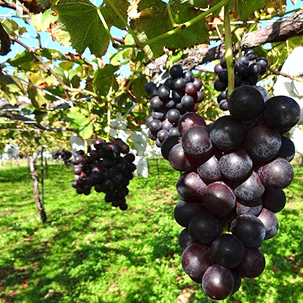【ふるさと納税】小坂七滝ワイナリー フリーランワインセット 720ml×各1本 計2本 お酒 秋田県 小坂町 サムネイル3