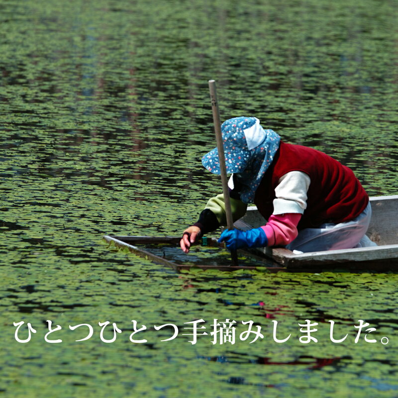 【ふるさと納税】生じゅんさい ゆずタレ付《冷蔵》【選べる内容量500g〜4kg】（2026年5月上旬頃〜7月下旬までに発送予定） 令和8年産 2026年産 先行予約 秋田県産 三種町産 - 画像2