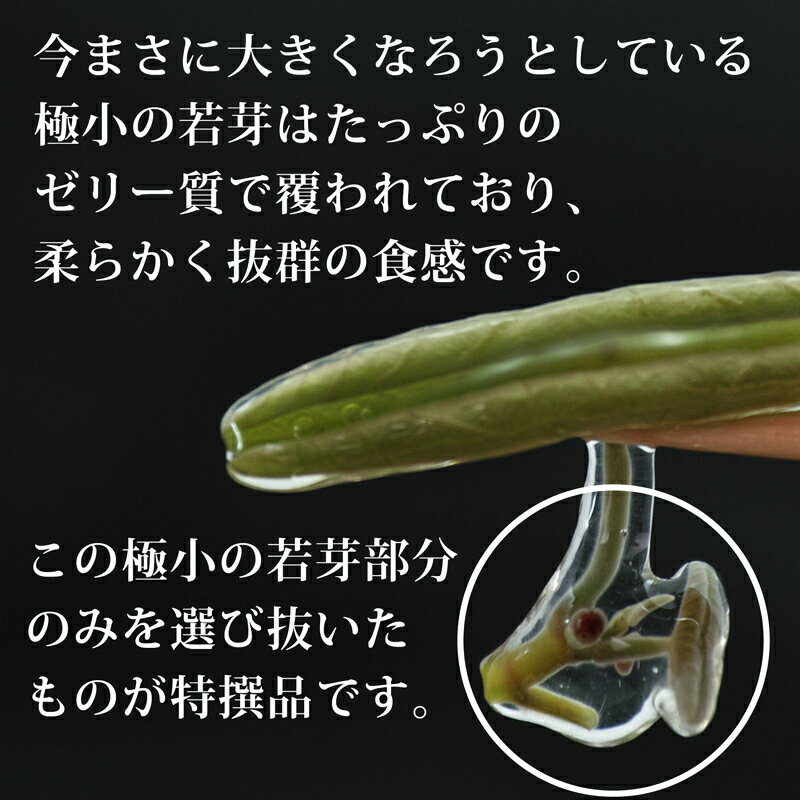 【ふるさと納税】特選じゅんさい水煮瓶詰め 3本 - 画像3