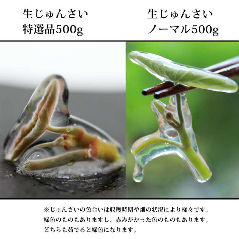 【ふるさと納税】生じゅんさい食べ比べセット1kg タレ4個（生じゅんさい500g、特選生じゅんさい500g） 《冷蔵》（2026年5月上旬頃〜7月下旬までに発送予定） 先行予約 - 画像2