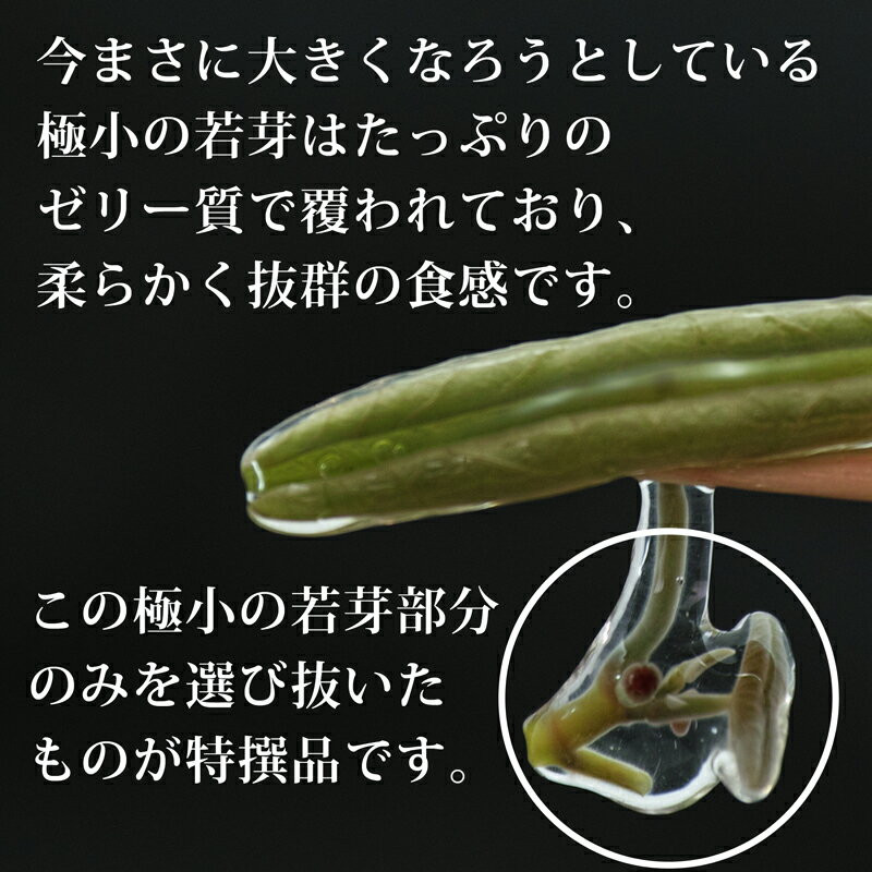 【ふるさと納税】生じゅんさい食べ比べセット1kg タレ4個（生じゅんさい500g、特選生じゅんさい500g） 《冷蔵》（2026年5月上旬頃〜7月下旬までに発送予定） 先行予約 - 画像3