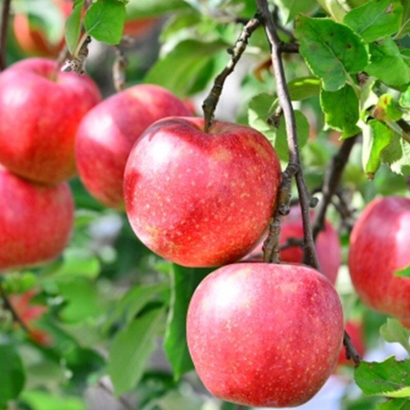 【ふるさと納税】《先行受付》旬のりんご 6kg (品種、サイズおまかせ) (11〜12月頃発送) ご自宅向け 産地直送 リンゴ 林檎 フルーツ サムネイル2