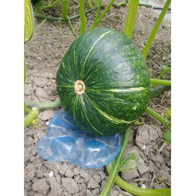 【ふるさと納税】大潟村産かぼちゃ「くり大将」約2.5kg【配送不可地域：離島・沖縄県】【1629936】 - 画像2