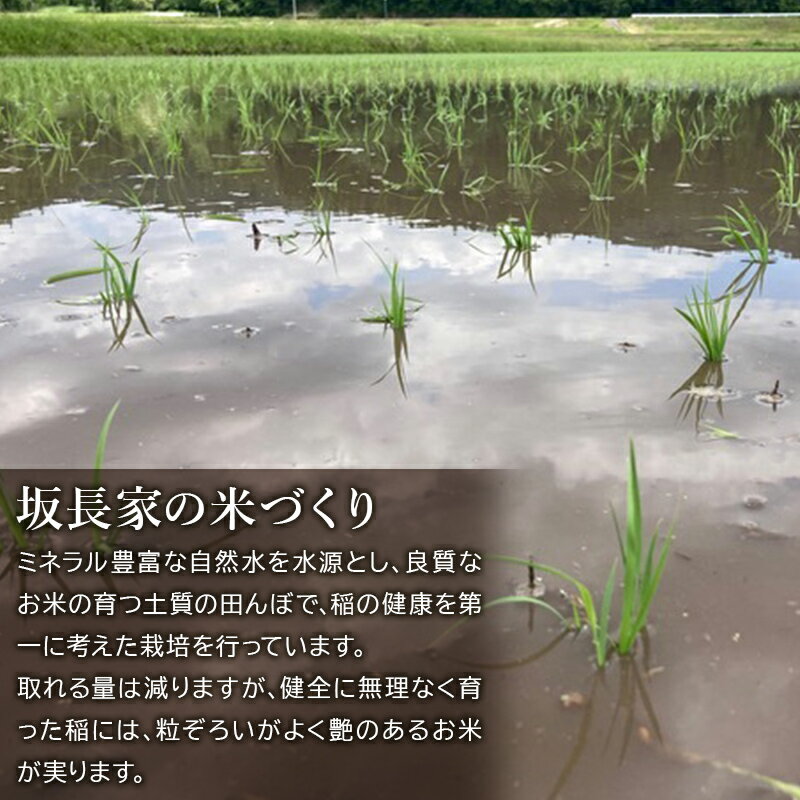 【ふるさと納税】【楽天限定】【玄米】淡雪こまち 5kg 玄米食用 令和7年産 秋田県産 - 画像3
