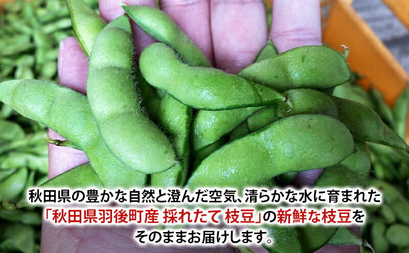 【ふるさと納税】先行受付 秋田県 羽後町産 枝豆 1kg （250g×4） [えだまめ 簡単調理レンジ 国産 国産野菜 おつまみ] 　お届け：2026年7月中旬～10月上旬 - 画像3