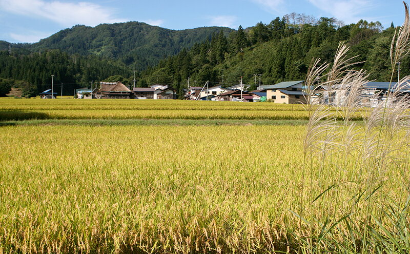 【ふるさと納税】訳あり 令和6年産　羽後町産あきたこまち無洗米2合(300g)×3袋 【米 お米 白米 精米 新米 あきたこまち アキタコマチ 美味しい 秋田 羽後 】 - 画像3