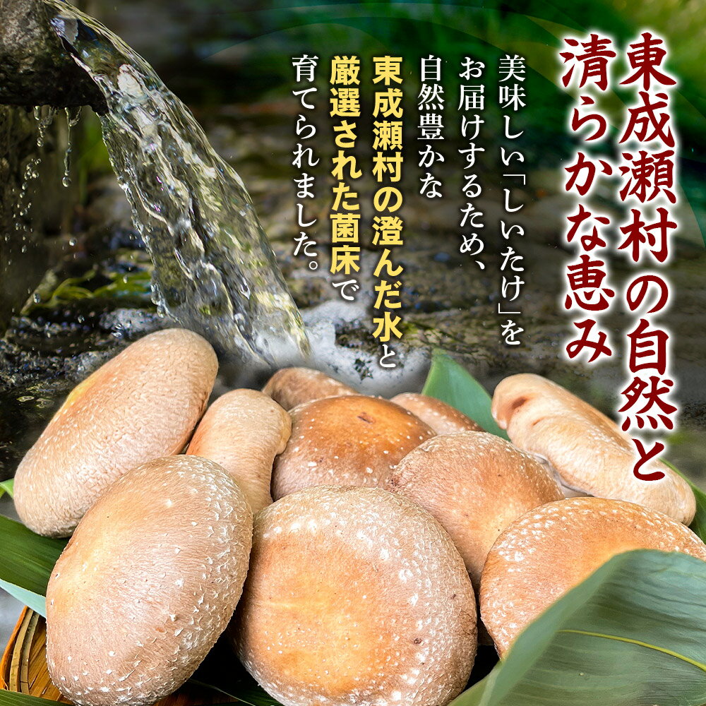 【ふるさと納税】椎茸 仙人しいたけ 【選べる容量】 滝ノ沢ファーム 菌床 シイタケ きのこ 食べ応え 肉厚 茸 秋田県 国産 大ぶり 高品質 [きのこ しいたけ 椎茸 シイタケ 東成瀬村 食べ応え 菌床 無農薬 農薬不使用 朝採り 新鮮 食感 ギフト] - 画像2