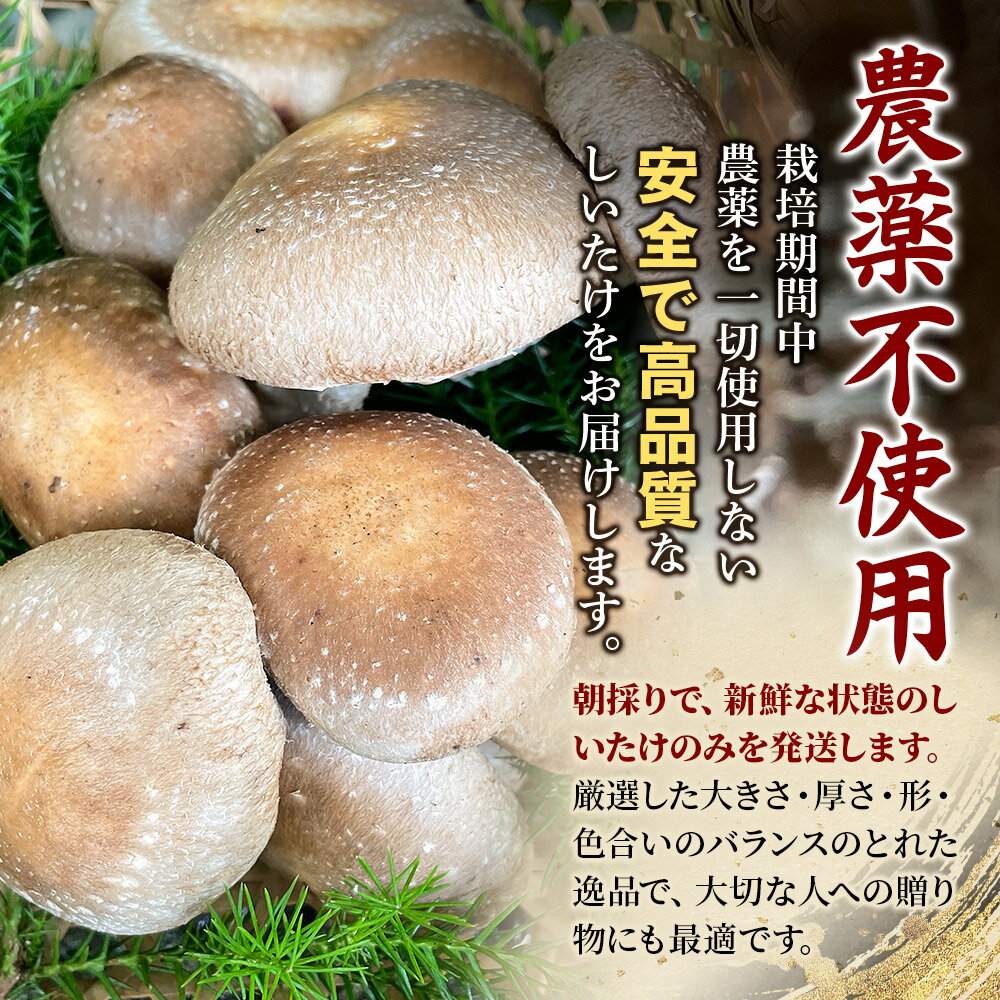【ふるさと納税】椎茸 仙人しいたけ 【選べる容量】 滝ノ沢ファーム 菌床 シイタケ きのこ 食べ応え 肉厚 茸 秋田県 国産 大ぶり 高品質 [きのこ しいたけ 椎茸 シイタケ 東成瀬村 食べ応え 菌床 無農薬 農薬不使用 朝採り 新鮮 食感 ギフト] - 画像3