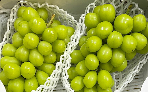 【ふるさと納税】厳選！大粒で大房のシャインマスカット 秀品 2〜3房入り（約1.6kg〜2.1kg）【令和8年産先行予約】FS24-666くだもの 果物 フルーツ 山形 山形県 山形市 お取り寄せ 先行予約 2026年産 - 画像2