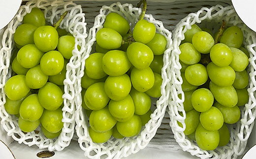 【ふるさと納税】厳選！大粒で大房のシャインマスカット 秀品 2〜3房入り（約1.6kg〜2.1kg）【令和8年産先行予約】FS24-666くだもの 果物 フルーツ 山形 山形県 山形市 お取り寄せ 先行予約 2026年産 - 画像3