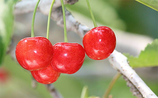 【ふるさと納税】★5月まるごと母の日★さくらんぼ 佐藤錦 スリーヴ Lサイズ 300g (5/15〜発送)【令和8年産先行予約】 FS24-677 くだもの 果物 フルーツ 山形 山形県 山形市 お取り寄せ 2026年産 サムネイル2