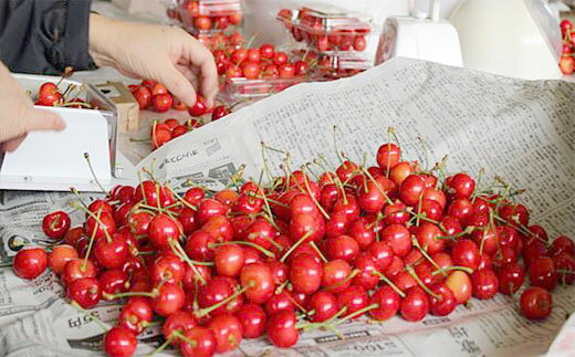 【ふるさと納税】★5月まるごと母の日★さくらんぼ 佐藤錦 スリーヴ Lサイズ 300g (5/15〜発送)【令和8年産先行予約】 FS24-677 くだもの 果物 フルーツ 山形 山形県 山形市 お取り寄せ 2026年産 サムネイル3