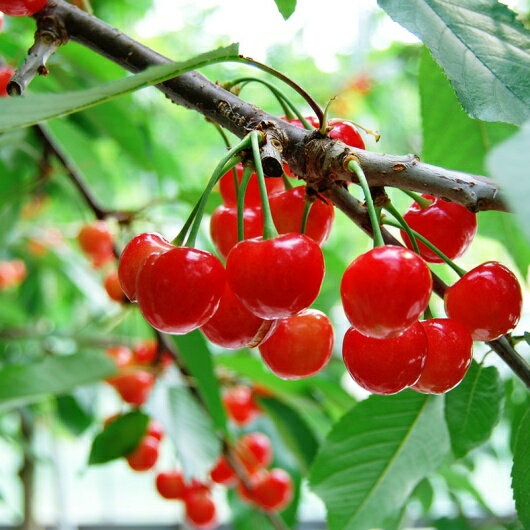 【ふるさと納税】山形のさくらんぼ 紅秀峰 1080g(180g×6パック) Lサイズ以上 【令和8年産先行予約】FS25-520 くだもの 果物 フルーツ 山形 山形県 山形市 お取り寄せ 2026年産 サムネイル3