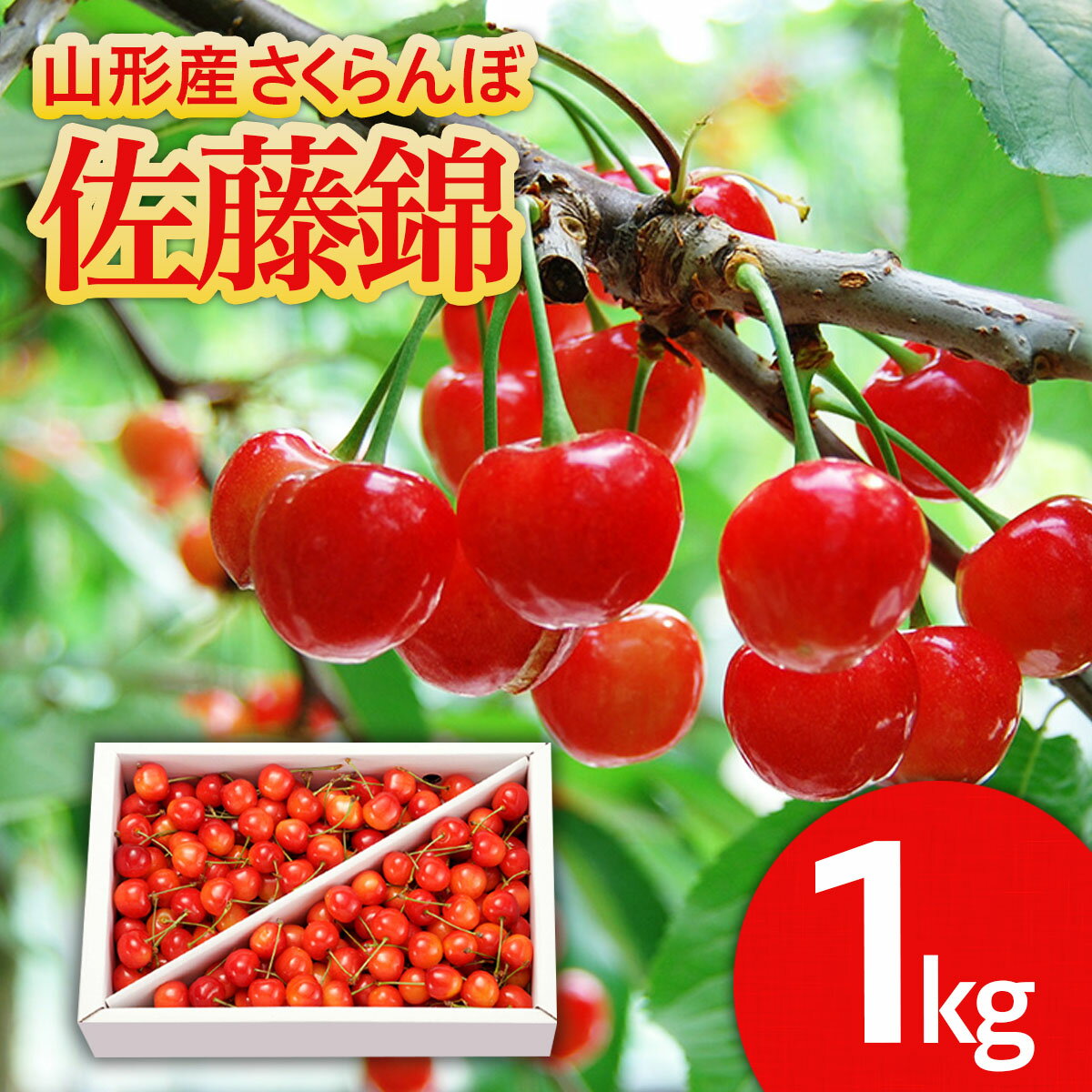山形のさくらんぼ 佐藤錦 1kg Lサイズ以上 バラ詰 【令和8年産先行予約】FS25-513 くだもの 果物 フルーツ 山形 山形県 山形市 お取り寄せ 2026年産