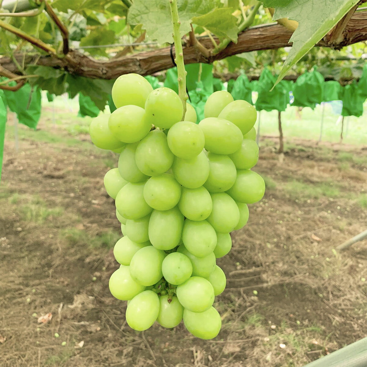 【ふるさと納税】山形市産 シャインマスカット 秀 約2kg(2〜6房) 【令和8年産先行予約】FS24-658 くだもの 果物 フルーツ 山形 山形県 山形市 お取り寄せ 2026年産 - 画像2