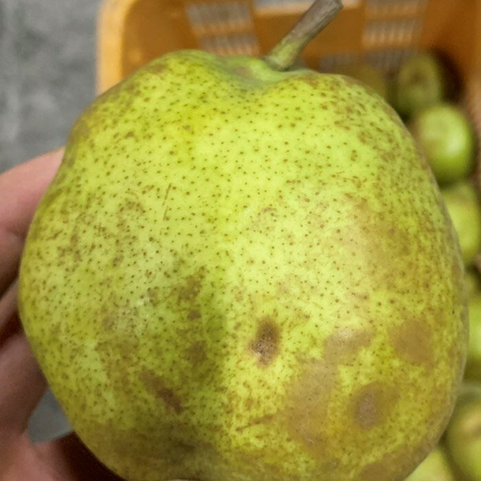 【ふるさと納税】☆フルーツ王国山形☆【家庭用】ラ・フランス 5kg FY25-888 サムネイル3