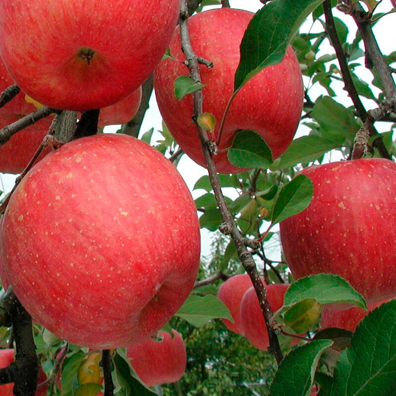 【ふるさと納税】山形産 無袋栽培 ふじりんご 特秀 5kg (13〜20玉) FY25-816 サムネイル2