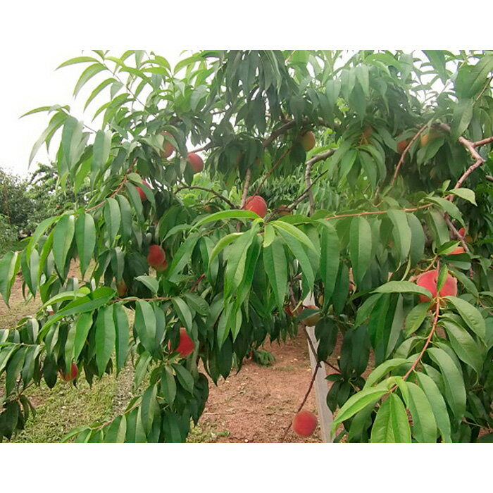 【ふるさと納税】山形産白桃約5kg(13〜16玉)[やわらかくなる桃]【令和8年産先行予約】FU19-328くだもの 果物 フルーツ 山形 山形県 山形市 お取り寄せ 先行予約 2026年産 - 画像2