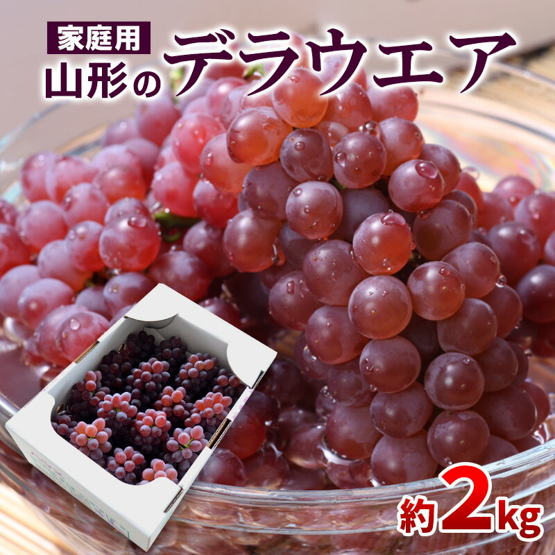 【ご家庭用】山形のデラウエア M〜3L 約2kg(9〜22房) [粒サイズおまかせ]【令和8年産先行予約】 FS24-137 くだもの 果物 フルーツ 山形 山形県 山形市 お取り寄せ 2026年産