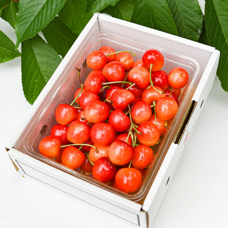 【ふるさと納税】【定期便3回】人気ベスト3 〜山形代表 赤の宝石〜【令和8年産先行予約】FS24-520くだもの 果物 フルーツ 山形 山形県 山形市 お取り寄せ 先行予約 2026年産 サムネイル2