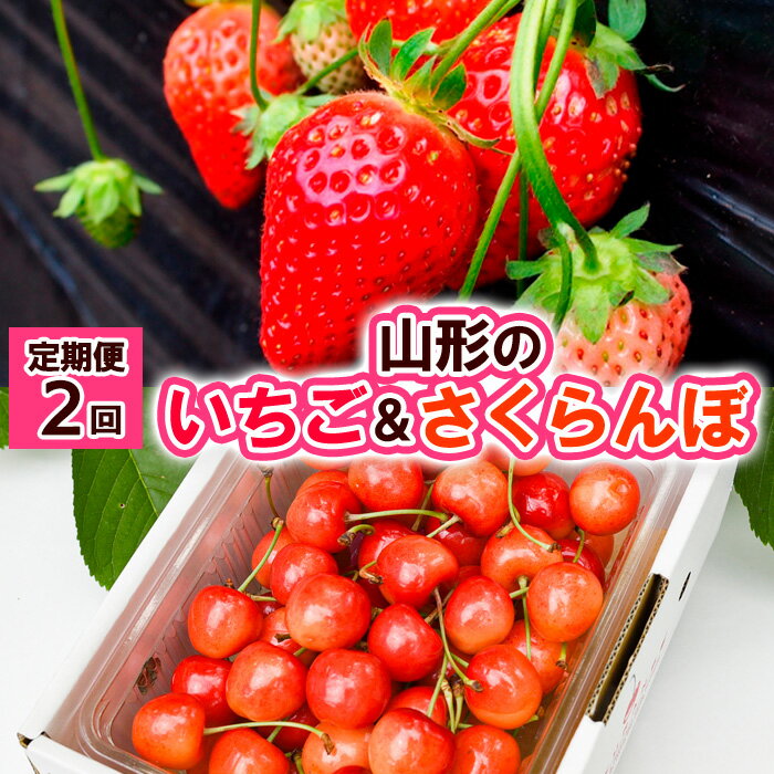 【定期便2回】山形の いちご&さくらんぼ【令和8年産先行予約】FS24-521くだもの 果物 フルーツ 山形 山形県 山形市 お取り寄せ 先行予約 2026年産