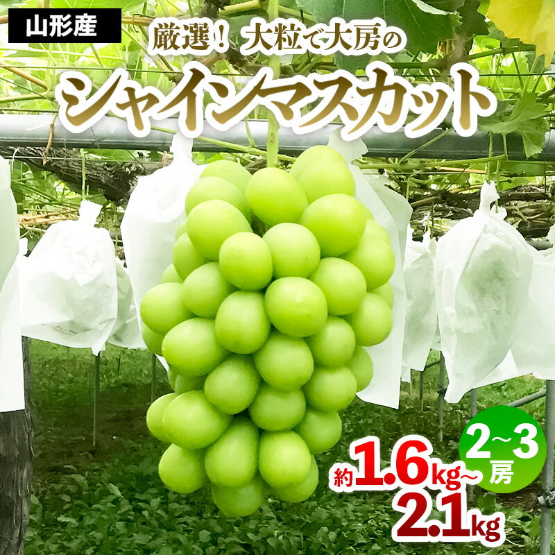 厳選！大粒で大房のシャインマスカット 秀品 2〜3房入り（約1.6kg〜2.1kg）【令和8年産先行予約】FS24-666くだもの 果物 フルーツ 山形 山形県 山形市 お取り寄せ 先行予約 2026年産
