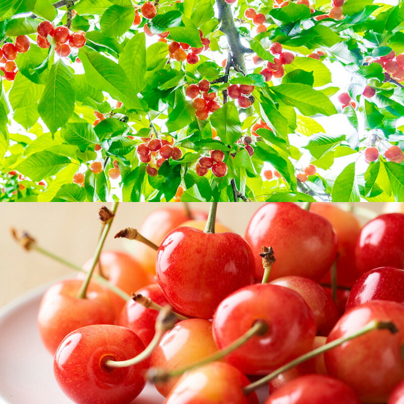 【ふるさと納税】【定期便8回】ノノハナフルーツ やまがた旬暦定期便 【令和8年産先行予約】FS25-590 くだもの 果物 フルーツ 山形 山形県 山形市 お取り寄せ 2026年産 サムネイル2