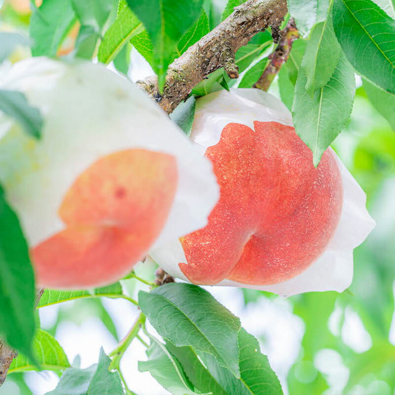 【ふるさと納税】【定期便3回】味わうやまがた にっこり定期便 【令和8年産先行予約】FS24-715 くだもの 果物 フルーツ 山形 山形県 山形市 お取り寄せ 2026年産 サムネイル2