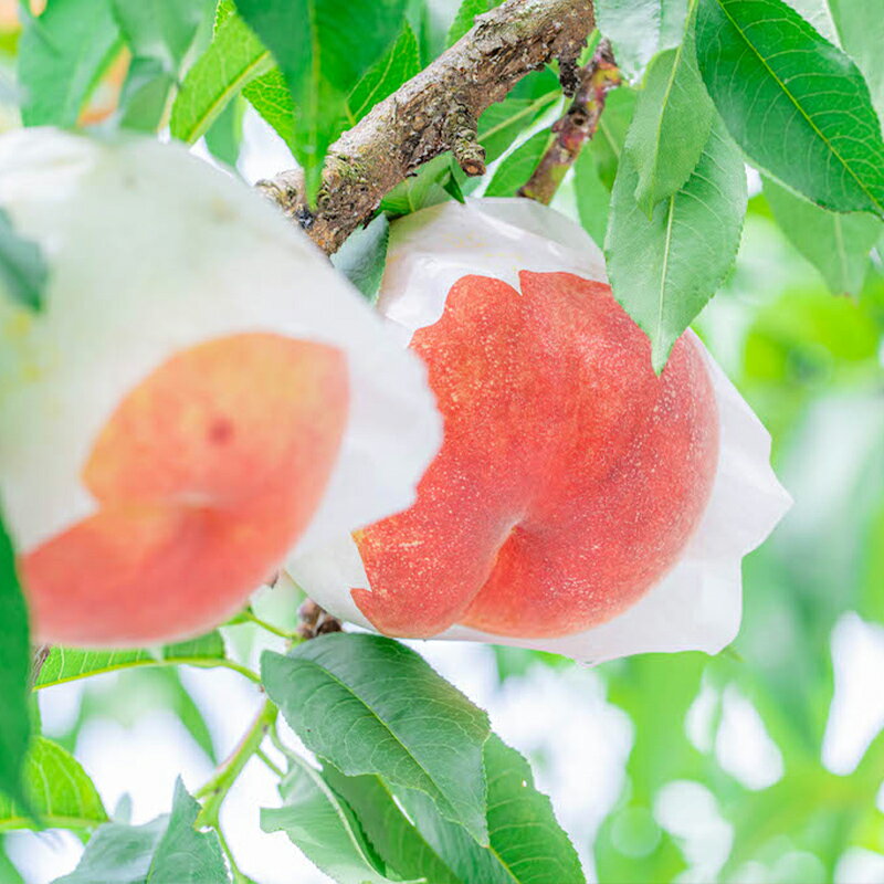 【ふるさと納税】【定期便3回】ノノハナフルーツ さくらんぼからシャインマスカットまで【産地直送】 旬の山形定期便 【令和8年産先行予約】FS24-718 くだもの 果物 フルーツ 山形 山形県 山形市 お取り寄せ 2026年産 サムネイル3