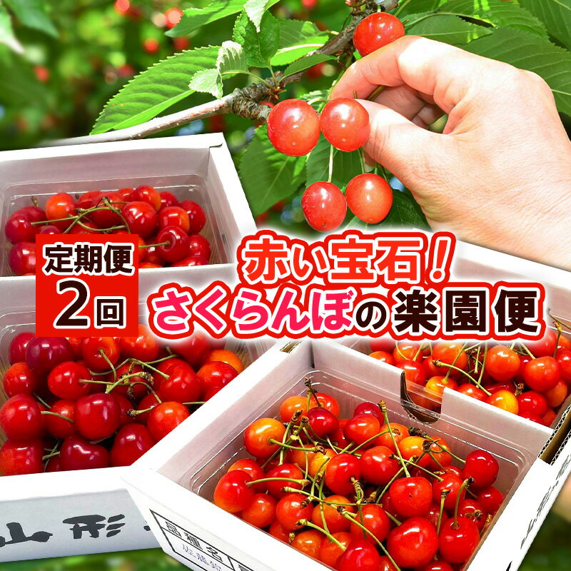 【定期便2回】赤い宝石！さくらんぼの楽園便 【令和8年産先行予約】FS25-625 くだもの 果物 フルーツ 山形 山形県 山形市 お取り寄せ 2026年産