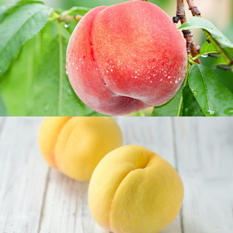 【ふるさと納税】【定期便4回】ピチピチPeache's 【令和8年産先行予約】FS24-742 くだもの 果物 フルーツ 山形 山形県 山形市 お取り寄せ 2026年産 サムネイル2