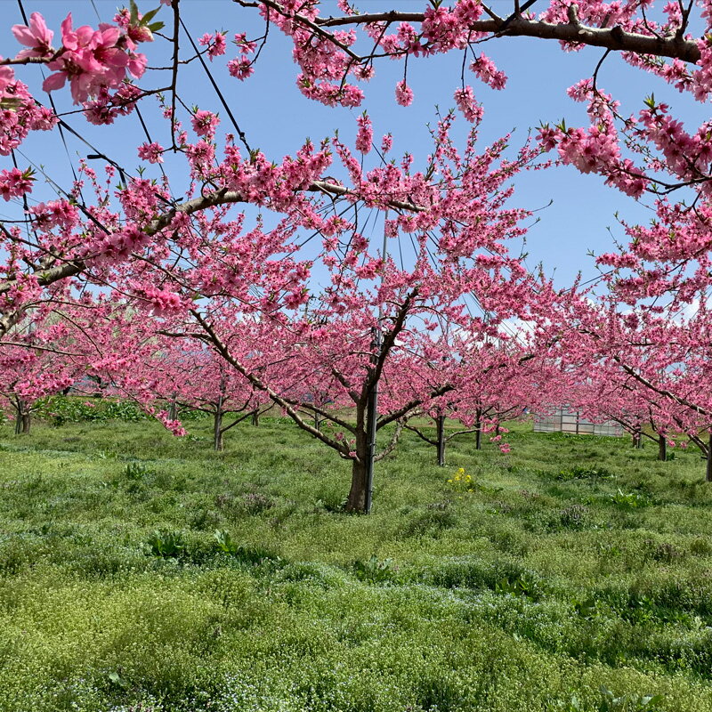 【ふるさと納税】山形市産 白桃 もも 5kg 硬め(10〜16玉) 【令和8年産先行予約】FS24-753 くだもの 果物 フルーツ 山形 山形県 山形市 お取り寄せ 2026年産 - 画像3