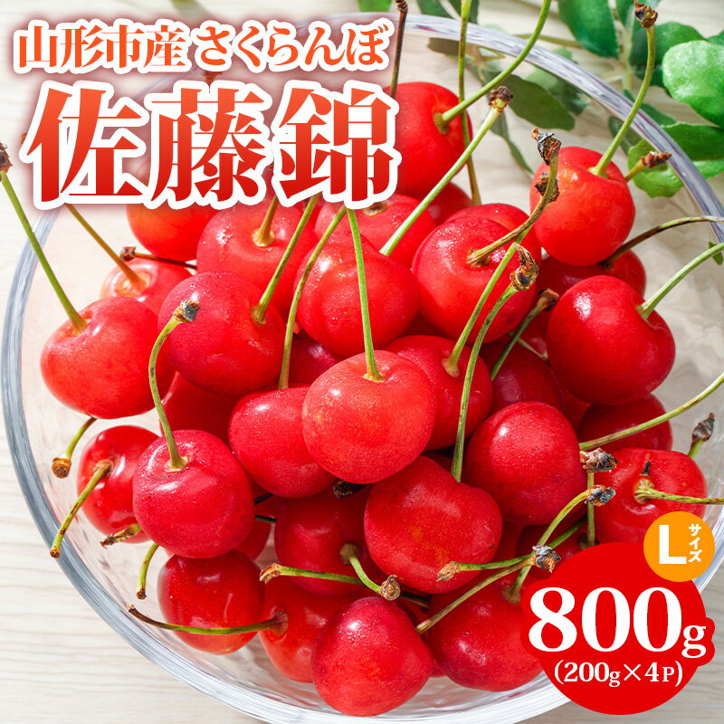 山形市産 さくらんぼ【佐藤錦】Lサイズ 800g(200g×4P) 【令和8年産先行予約】FS24-754 くだもの 果物 フルーツ 山形 山形県 山形市 お取り寄せ 2026年産