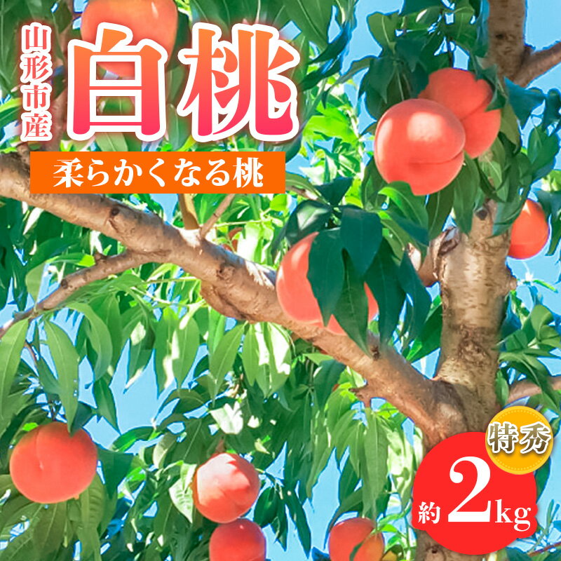 山形市産 白桃 特秀品 約2kg(4〜8玉) 柔らかくなる桃【令和8年産先行予約】FS24-756くだもの 果物 フルーツ 山形 山形県 山形市 お取り寄せ 先行予約 2026年産