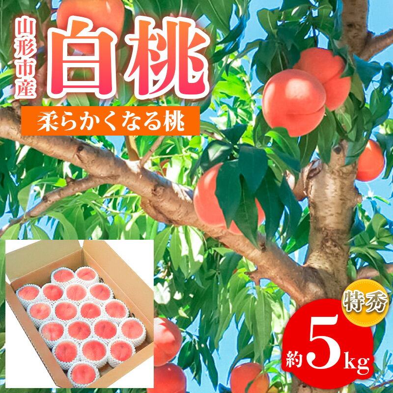 山形市産 白桃 特秀品 約5kg (12〜20玉) 柔らかくなる桃【令和8年産先行予約】FS24-757くだもの 果物 フルーツ 山形 山形県 山形市 お取り寄せ 先行予約 2026年産