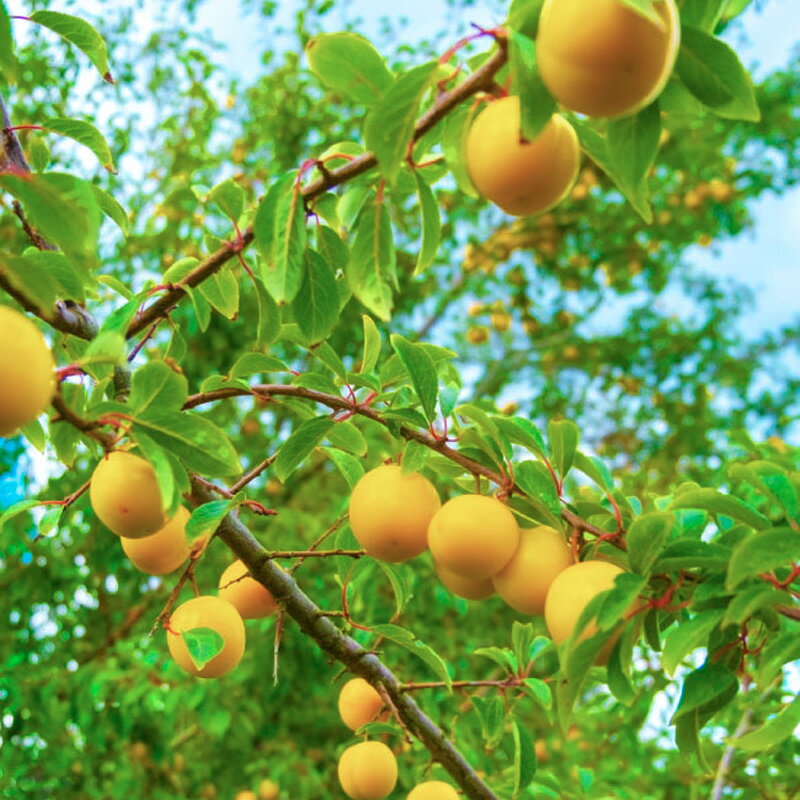 【ふるさと納税】山形市産 黄桃 秀品 5kg (12〜20玉) 柔らかくなる桃【令和8年産先行予約】FS24-759くだもの 果物 フルーツ 山形 山形県 山形市 お取り寄せ 先行予約 2026年産 サムネイル3