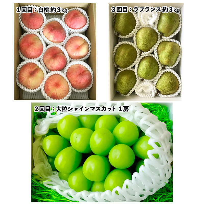 【ふるさと納税】【定期便3回】山形市至高のフルーツ定期便 全3回B 8月発送開始【令和8年産先行予約】FS24-760くだもの 果物 フルーツ 山形 山形県 山形市 お取り寄せ 先行予約 2026年産 サムネイル2