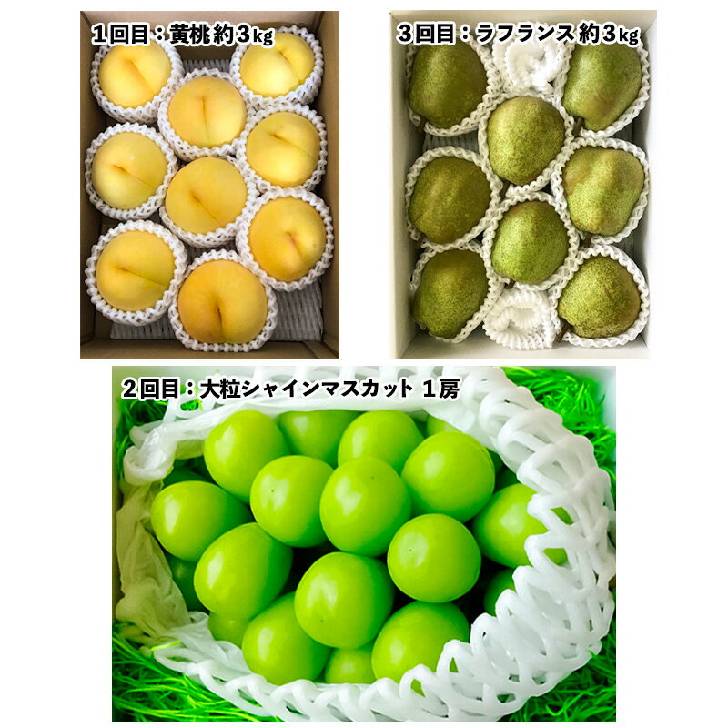 【ふるさと納税】【定期便3回】山形市至高のフルーツ定期便 全3回A 8月発送開始【令和8年産先行予約】FS24-761くだもの 果物 フルーツ 山形 山形県 山形市 お取り寄せ 先行予約 2026年産 サムネイル2
