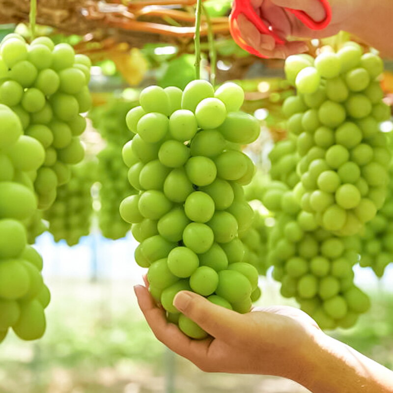 【ふるさと納税】【定期便3回】山形夏から冬の人気果物ベスト3！ フルーツ定期便 【令和8年産先行予約】FS24-765 くだもの 果物 フルーツ 山形 山形県 山形市 お取り寄せ 2026年産 サムネイル3