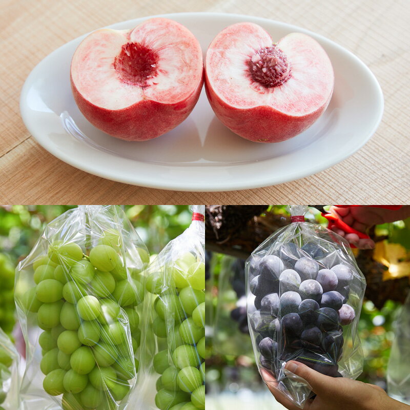 【ふるさと納税】【定期便5回】★ファミリー向け★みんなでわいわい！山形のフルーツ定期便 【令和8年産先行予約】FS25-657 くだもの 果物 フルーツ 山形 山形県 山形市 お取り寄せ 2026年産 サムネイル3