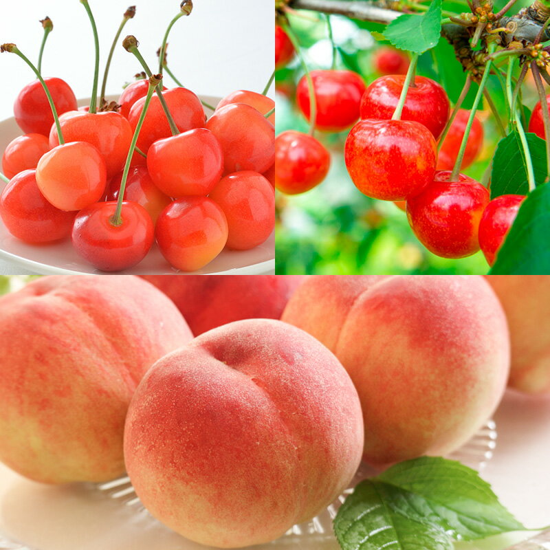 【ふるさと納税】【定期便5回】やまがた人気の果物ベスト5！大粒、大玉、希少品！でチョイス！【令和8年産先行予約】FS24-782くだもの 果物 フルーツ 山形 山形県 山形市 お取り寄せ 先行予約 2026年産 サムネイル2