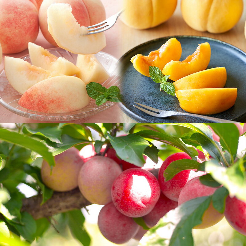 【ふるさと納税】【定期便8回】★100セット限定★ノノハナフルーツプレミアム便 旬をお届け！ 【令和8年産先行予約】FS25-593 くだもの 果物 フルーツ 山形 山形県 山形市 お取り寄せ 2026年産 サムネイル3