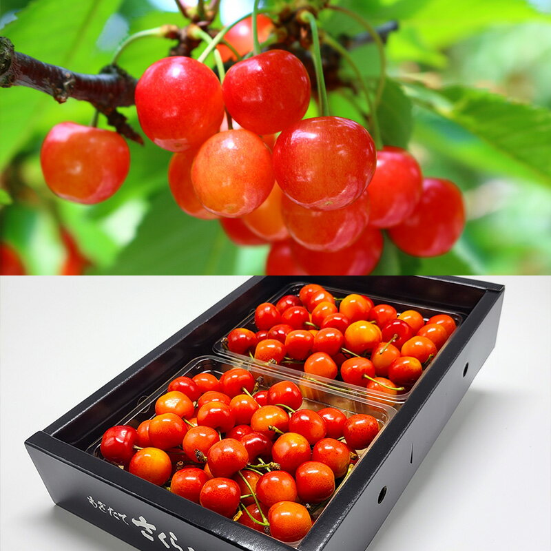 【ふるさと納税】【定期便8回】人気フルーツ満喫便 【令和8年産先行予約】FS25-615 くだもの 果物 フルーツ 山形 山形県 山形市 お取り寄せ 2026年産 サムネイル2