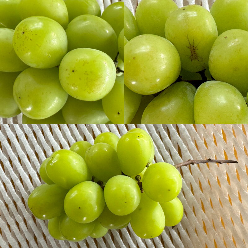 【ふるさと納税】【定期便3回】★訳あり★秋の果実祭り定期便 色や形が訳ありでも十分美味しい！シャインマスカット・柿・りんご【令和8年産先行予約】FS24-814くだもの 果物 フルーツ 山形 山形県 山形市 お取り寄せ 先行予約 2026年産 サムネイル2