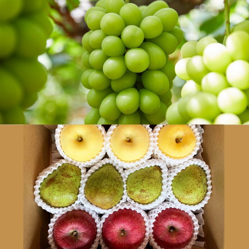 【ふるさと納税】【定期便4回】こだいいっぱい！？ 定期便 【令和8年産先行予約】FS25-652 くだもの 果物 フルーツ 山形 山形県 山形市 お取り寄せ 2026年産 サムネイル3