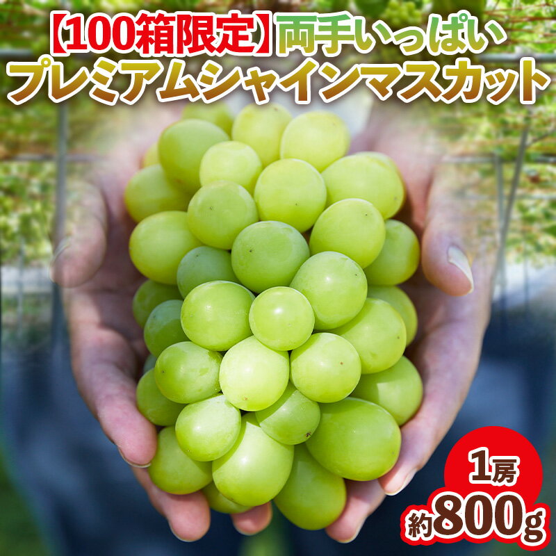 【100箱限定】両手いっぱい 1房 800g プレミアム シャインマスカット 【令和8年産先行予約】FS24-816 くだもの 果物 フルーツ 山形 山形県 山形市 お取り寄せ 2026年産